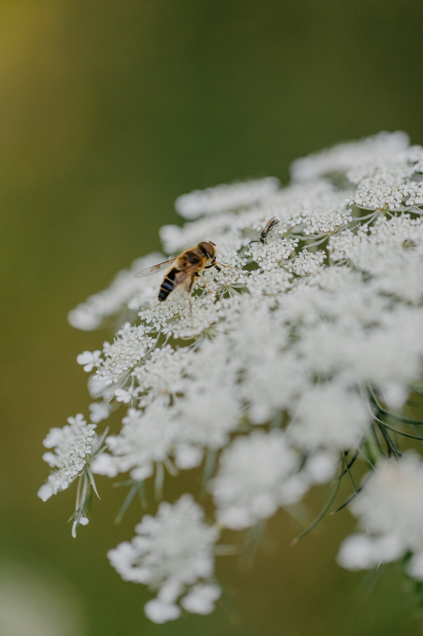 Junggesellinnenabschiede / Frauenauszeit